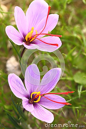 Saffron flowers Stock Photo
