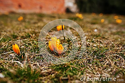 Saffron flowers on field. Crocus sativus blooming yellow plant on ground, closeup Stock Photo