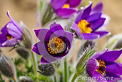 Saffron flowers on the field. Crocus sativus. Selective focus Stock Photo