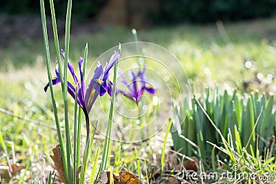 Saffron flowers in the garden Stock Photo