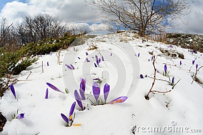 Saffron flowers and snowy fisheye landscape Stock Photo