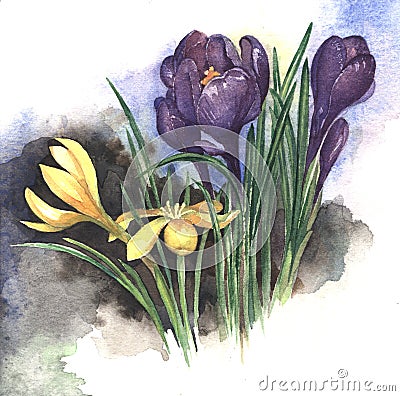 Saffron flowers Cartoon Illustration