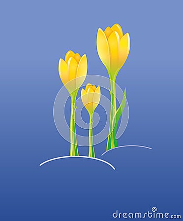 Saffron flowers Vector Illustration
