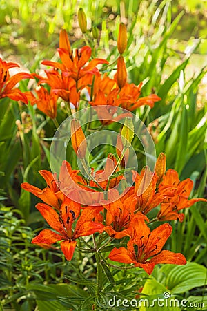 Saffron lily with drops of water in the garden Stock Photo