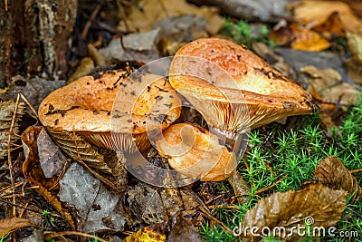 Saffron milk cap Lactarius deliciosus mushroom. aka red pine mushrooms aka Lactarius deliciosus in a grass., delicious edible Stock Photo