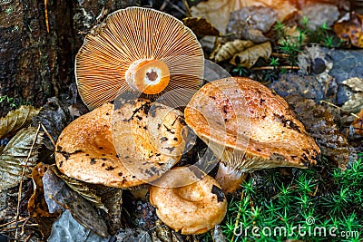 Saffron milk cap Lactarius deliciosus mushroom. aka red pine mushrooms aka Lactarius deliciosus in a grass., delicious edible Stock Photo