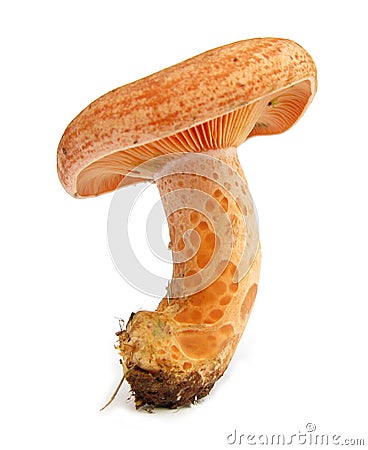 Saffron milk cap Lactarius deliciosus orange mushr Stock Photo