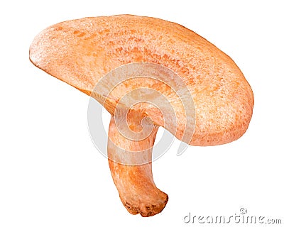 Safron milk cap l. deliciosus mushroom, paths Stock Photo