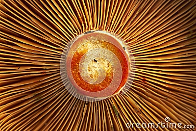 Saffron milk cup mushroom close-up Stock Photo