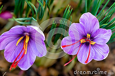 Saffron is a spice derived from the flower of Crocus sativus. Stock Photo