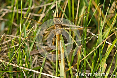 Saffron-winged Meadowhawk Dragonfly - Sympetrum costiferum Stock Photo