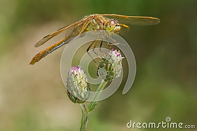 Saffron-winged Meadowhawk Dragonfly - Sympetrum costiferum Stock Photo