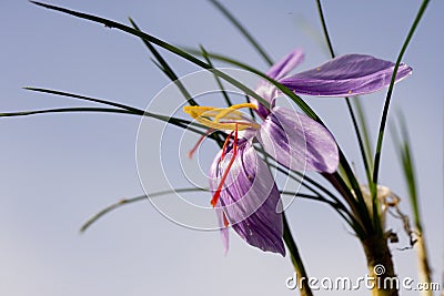 Safran du Quercy Stock Photo