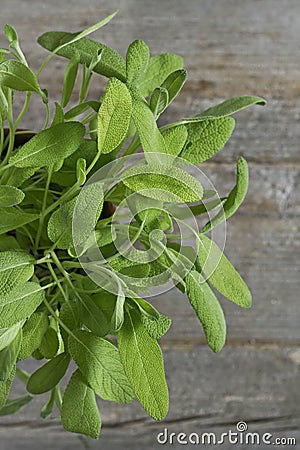 Sage Stock Photo