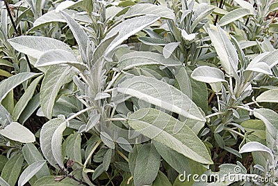 Sage Stock Photo