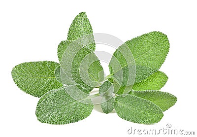 Sage Stock Photo