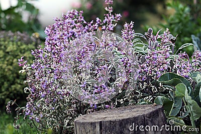 Sage bush blooming Stock Photo