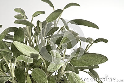 Sage bush orizzontal Stock Photo