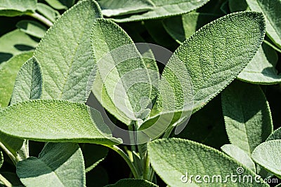 Sage Stock Photo