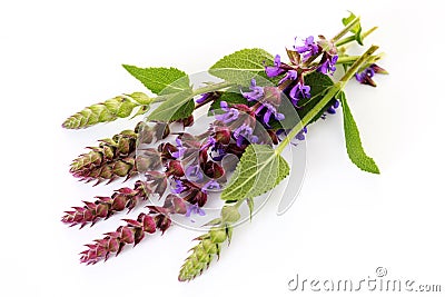 Sage flowers Stock Photo