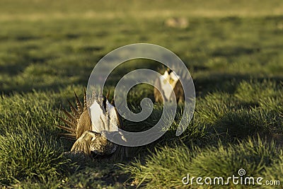 Sage Grouse mating on a lek in golden morning sunlight Stock Photo
