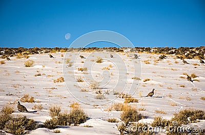 Sage Grouse Settled On Snowy Hillside During Migration Stock Photo