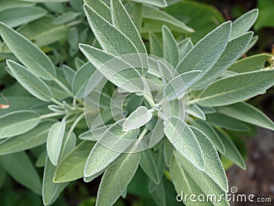 Sage herb (Salvia officinalis) Stock Photo