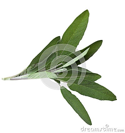 Sage herb Salvia officinalis, herb, spice isolated on white background. Alternative medicinal plants, medical herb copy Stock Photo