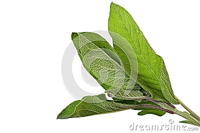 Sage. Stock Photo