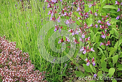 Sage, lavender and wild thyme Stock Photo