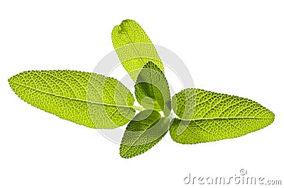 Sage leaf Stock Photo