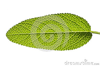 Sage leaf Stock Photo