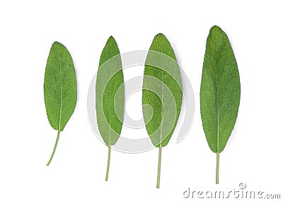 Sage leaf isolated on white background, top view Stock Photo