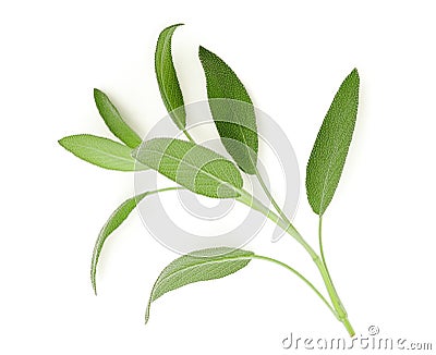 Sage leaf isolated on white background, top view Stock Photo