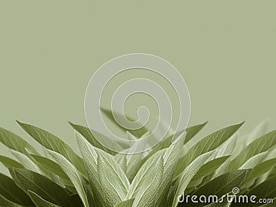 Sage leaves background Stock Photo