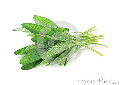 Sage leaves Stock Photo