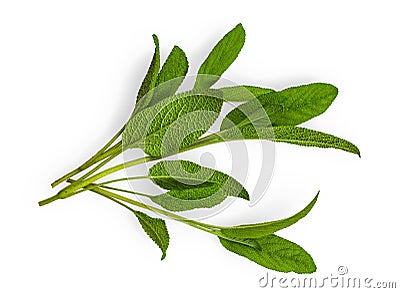 Sage leaves isolated Stock Photo