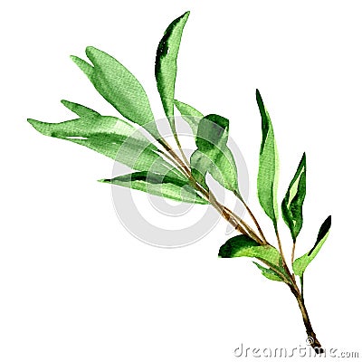 Sage leaves isolated on white Stock Photo