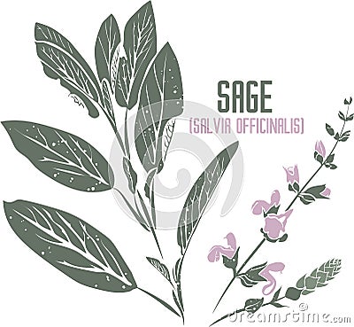Salvia officinalis silhouette in color image vector illustration Vector Illustration