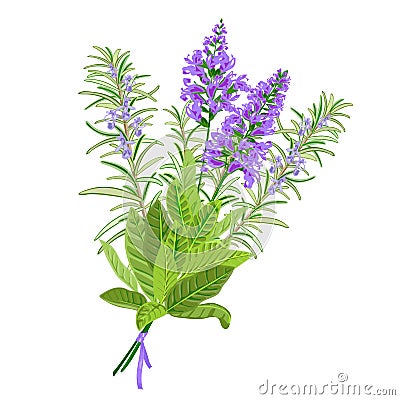 Sage and rosemary flowers. Vector Illustration