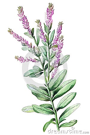 Sage (salvia) with flowers. Generative AI watercolor illustration Cartoon Illustration