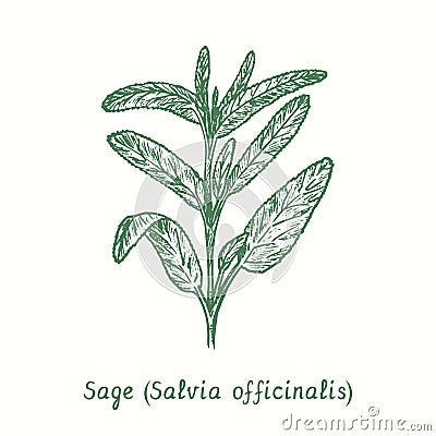 Sage (Salvia officinalis). Ink black and white doodle drawing Vector Illustration