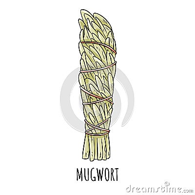 Sage smudge stick hand-drawn doodle isolated illustration. Mugwort herb bundle Vector Illustration