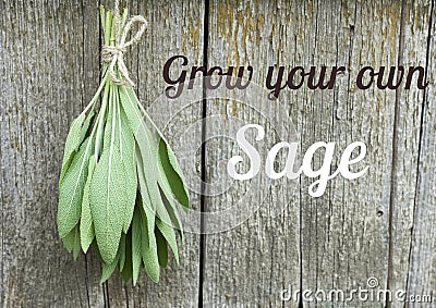 Sage tuft hanging under the roof and drying on the background of old textured wooden wall Stock Photo