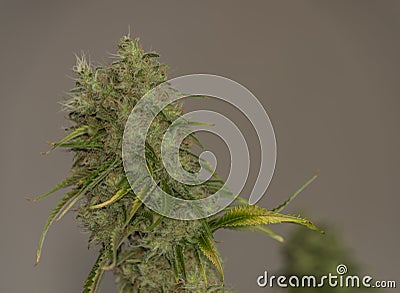 SAGE variety of medical marijuana Stock Photo