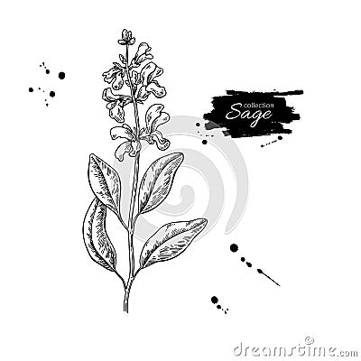 Sage vector drawing. Isolated plant with flower and leaves. Vector Illustration