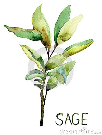 Sage, watercolor illustration Cartoon Illustration