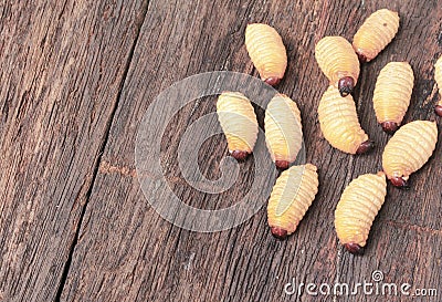 Sago beetle worm, Red palm weevil Stock Photo