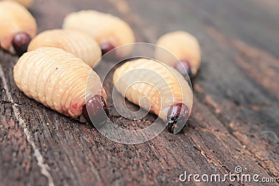 Sago beetle worm, Red palm weevil Stock Photo