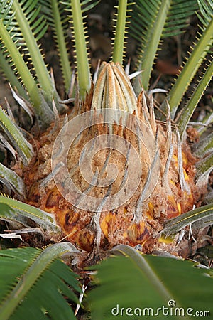 Sago Palm 2 Stock Photo